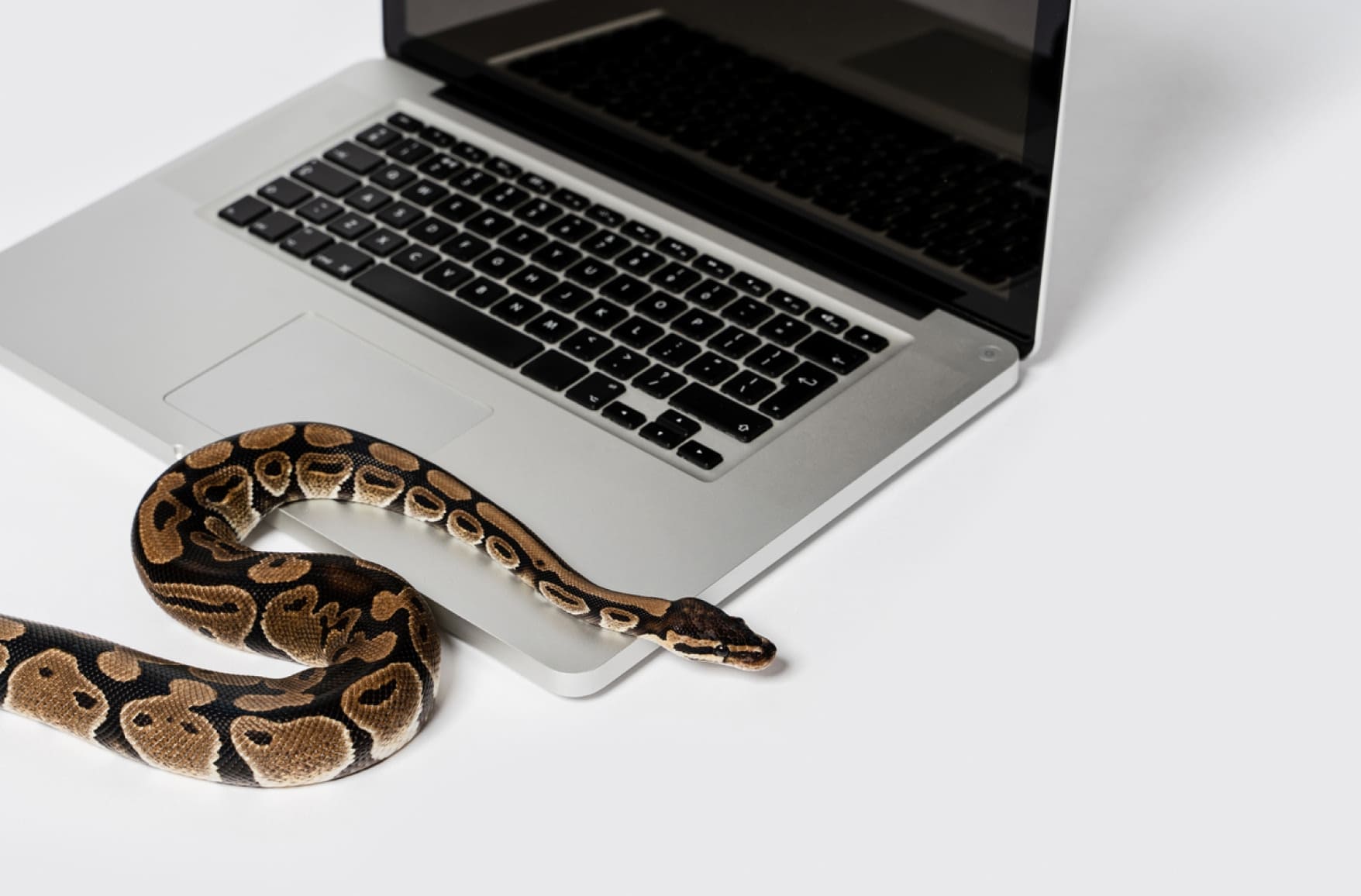 Snake crawling over the laptop trackpad